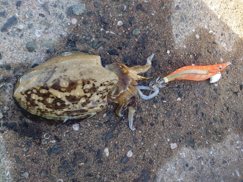 モンゴウイカの釣果