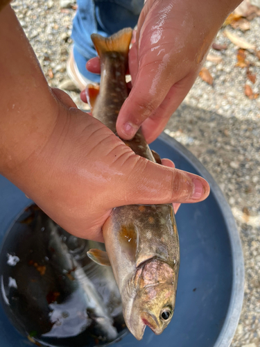 ヤマメの釣果