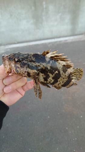 ベッコウゾイの釣果