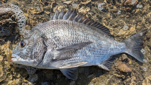 チヌの釣果