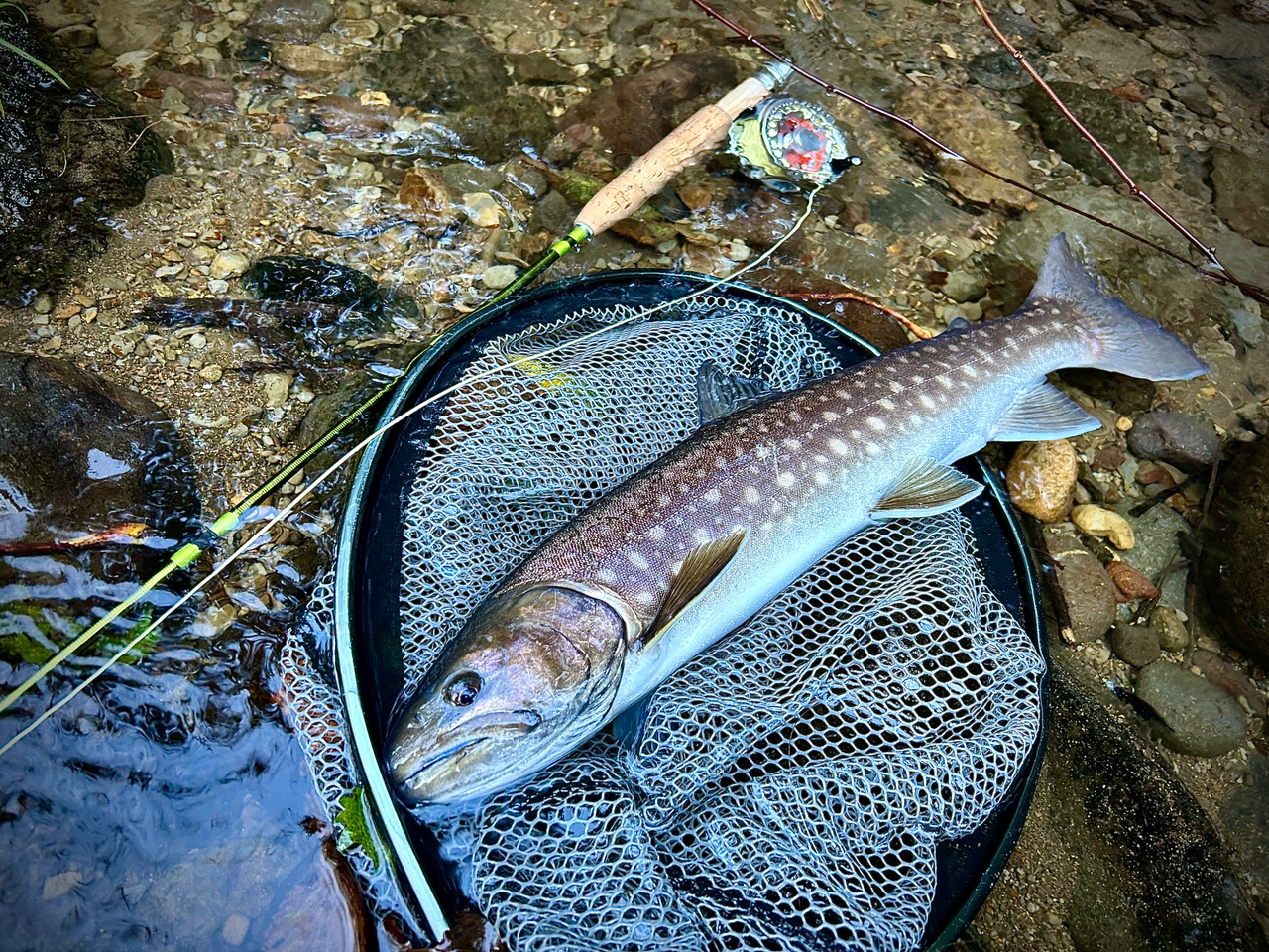 アメマス