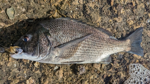 チヌの釣果