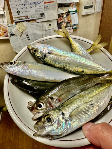 アジの釣果