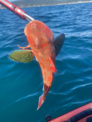 ホウボウの釣果