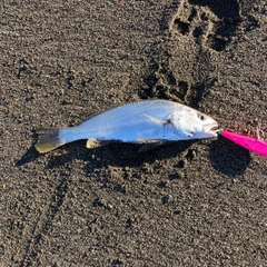 ニベの釣果