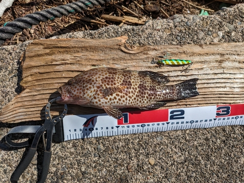 オオモンハタの釣果