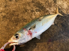 マサバの釣果