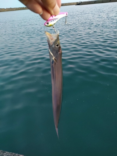 タチウオの釣果