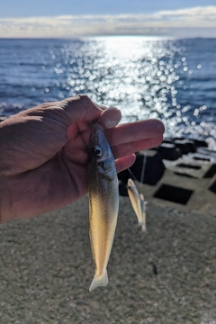 キスの釣果