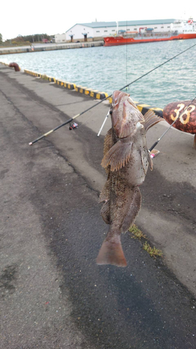 アブラコの釣果