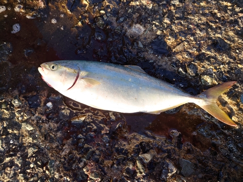 ヤズの釣果