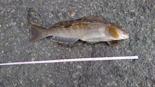 アブラコの釣果