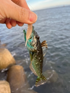 アナハゼの釣果