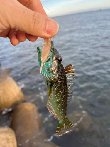 アナハゼの釣果