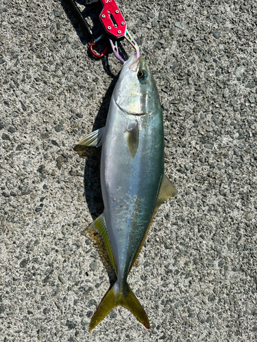 ツバスの釣果