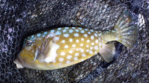 ハコフグの釣果