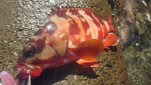 アカハタの釣果