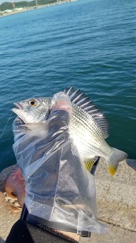 キビレの釣果