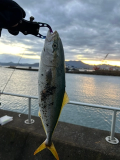 イナダの釣果