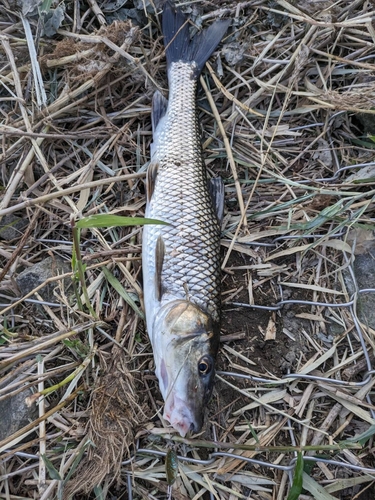 ニゴイの釣果