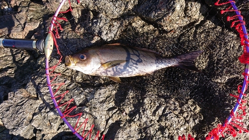 イサキの釣果