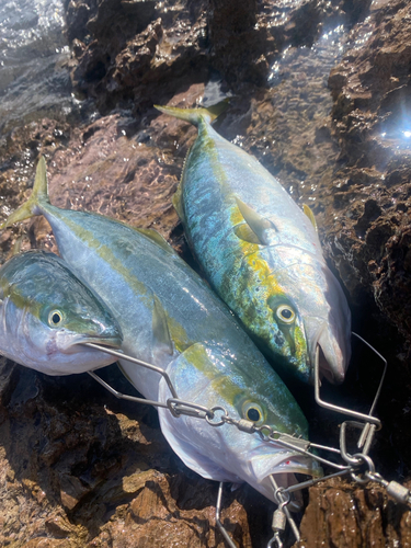 イナダの釣果