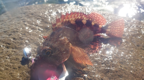 カサゴの釣果