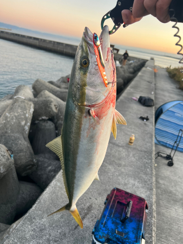 メジロの釣果