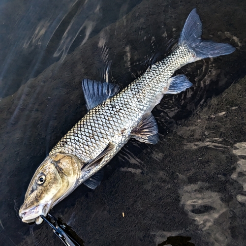 ニゴイの釣果