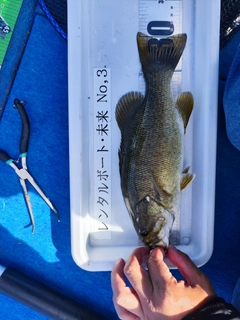 スモールマウスバスの釣果