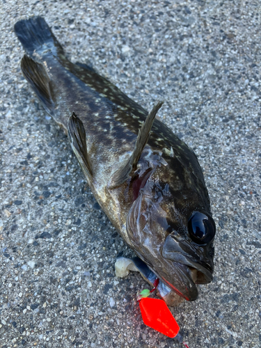 クロソイの釣果