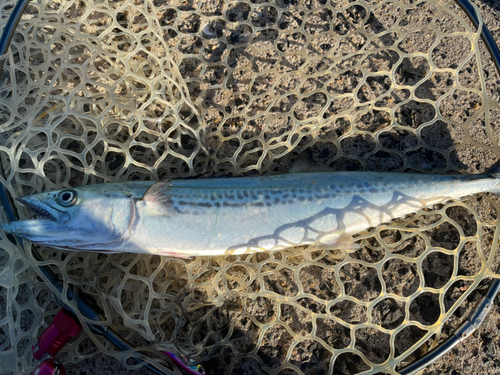 サゴシの釣果