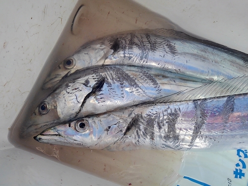 タチウオの釣果