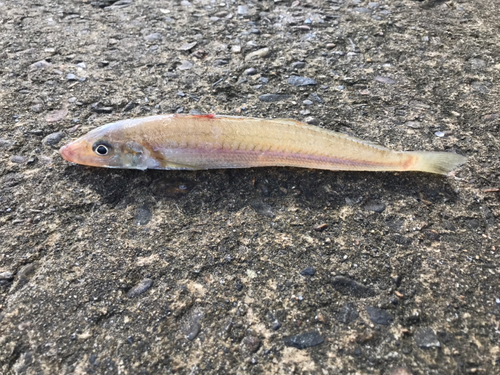 キスの釣果