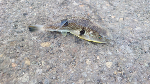 フグの釣果