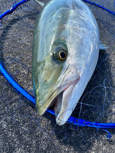 ブリの釣果