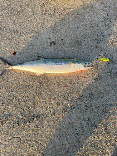 サゴシの釣果