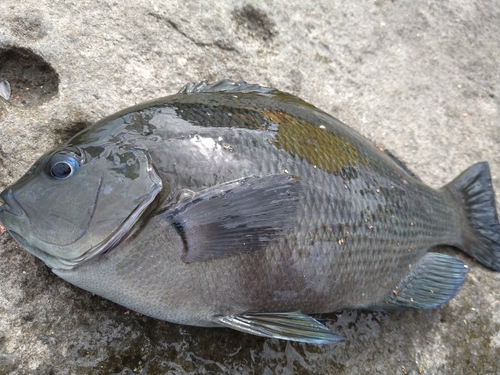 メジナの釣果