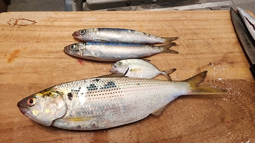 イワシの釣果