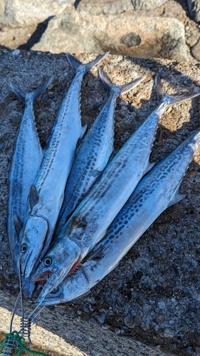 サゴシの釣果