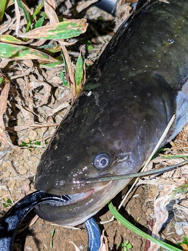 ナマズの釣果