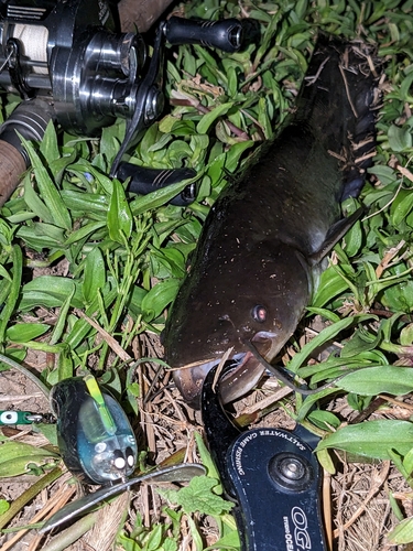 ナマズの釣果