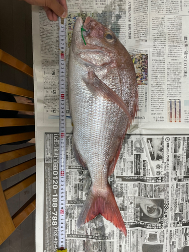 タイの釣果