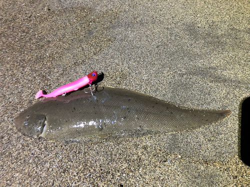 シタビラメの釣果