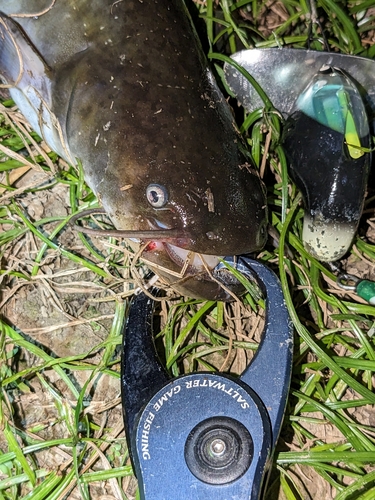 ナマズの釣果