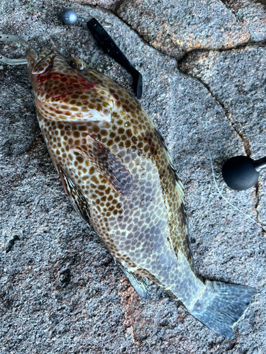 オオモンハタの釣果