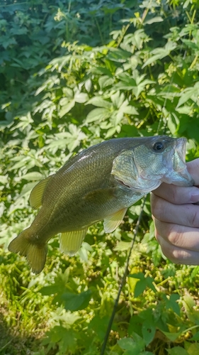 ラージマウスバスの釣果