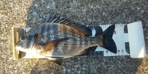 クロダイの釣果