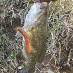 スモールマウスバス