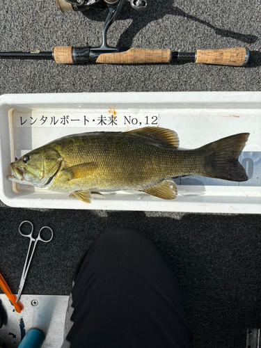 スモールマウスバスの釣果